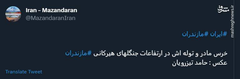خرس مادر و تولهاش در ارتفاعات جنگلهای هیرکانی +عکس