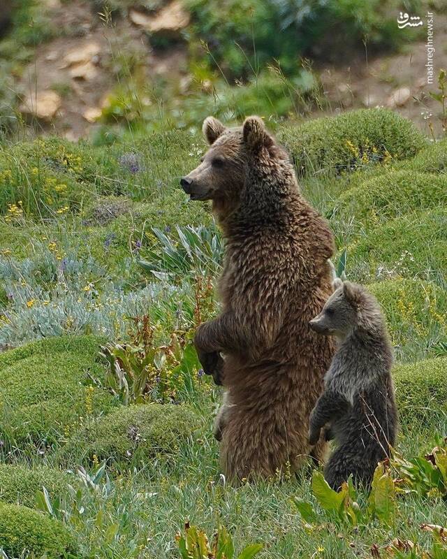 خرس مادر و توله‌اش در ارتفاعات جنگل‌های هیرکانی +عکس