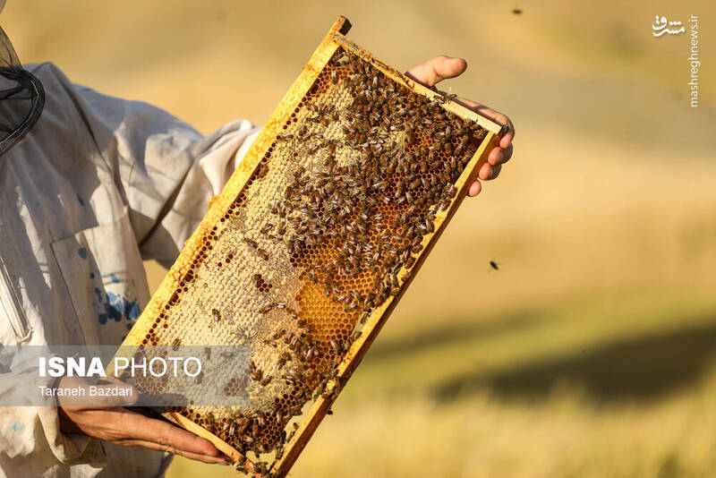 عکس / پرورش زنبور عسل 8