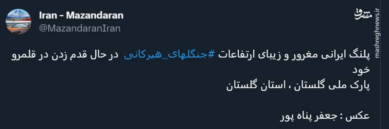 قدم زدن پلنگ ایرانی در ارتفاعات جنگلهای هیرکانی +عکس