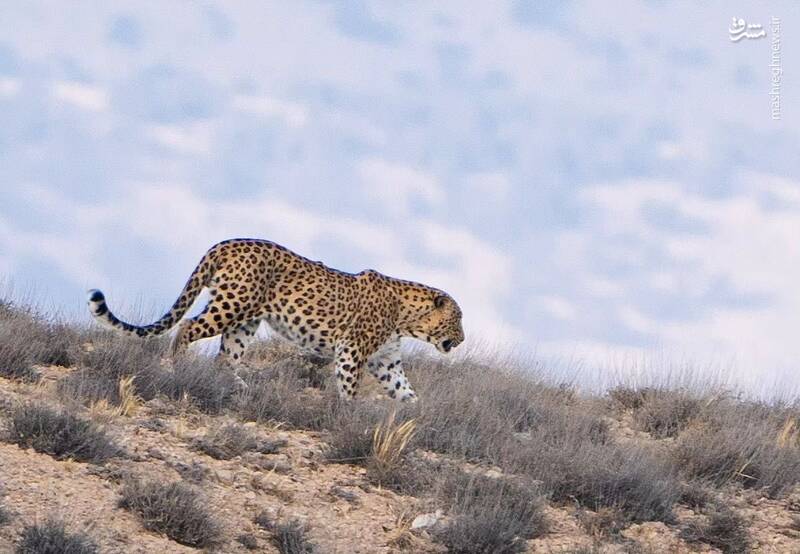 قدم زدن پلنگ ایرانی در ارتفاعات جنگلهای هیرکانی +عکس