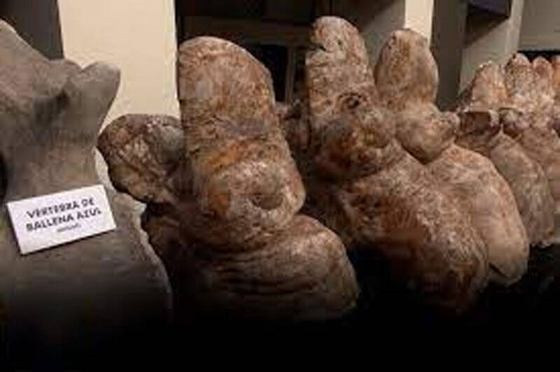 فیلم/ کشف فسیل سنگین‌ترین حیوان تاریخ