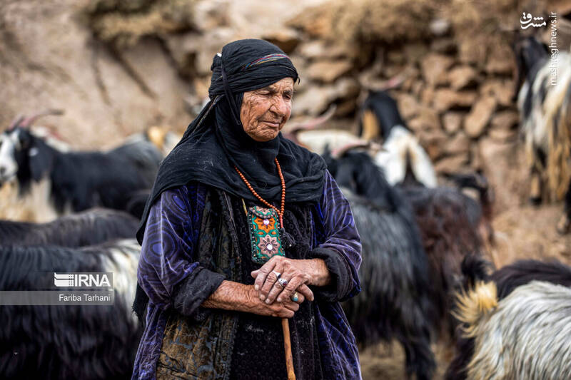 عکس/ عشایر بختیاری در ییلاق