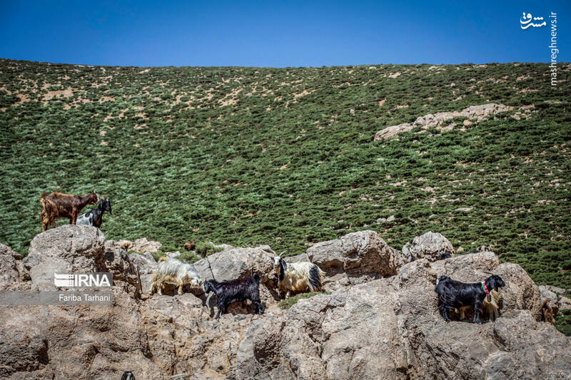 عکس/ عشایر بختیاری در ییلاق