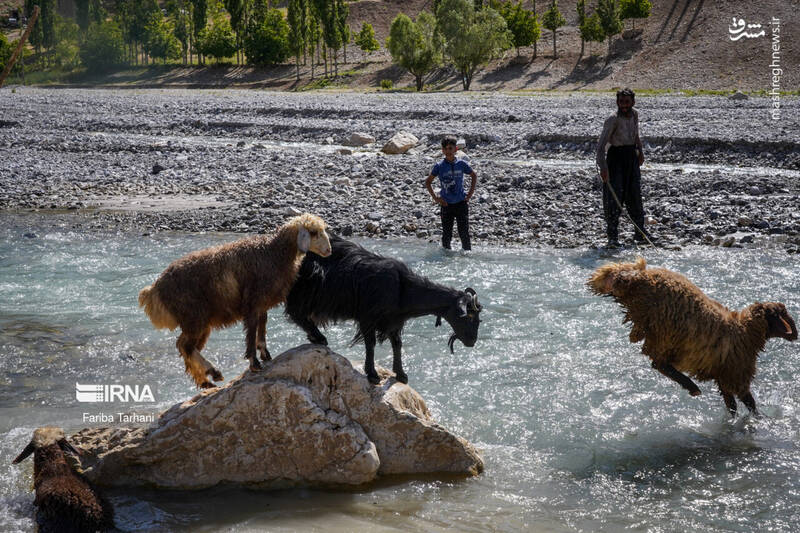 عکس/ عشایر بختیاری در ییلاق
