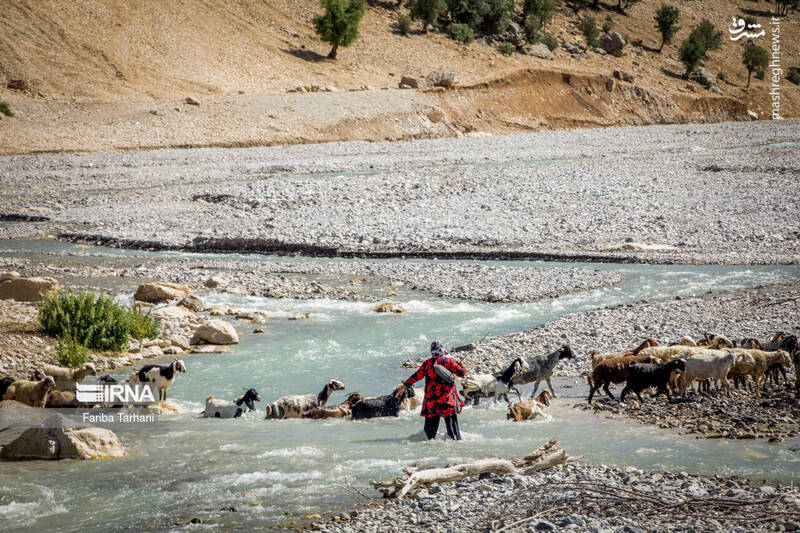 عکس/ عشایر بختیاری در ییلاق