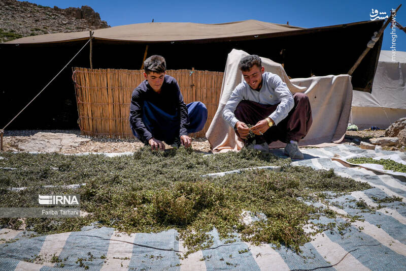 عکس/ عشایر بختیاری در ییلاق