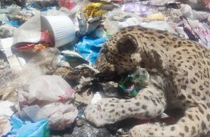 نفس پلنگهای دنا به شماره افتاد / تراژدی یک پایان در میان زباله ها