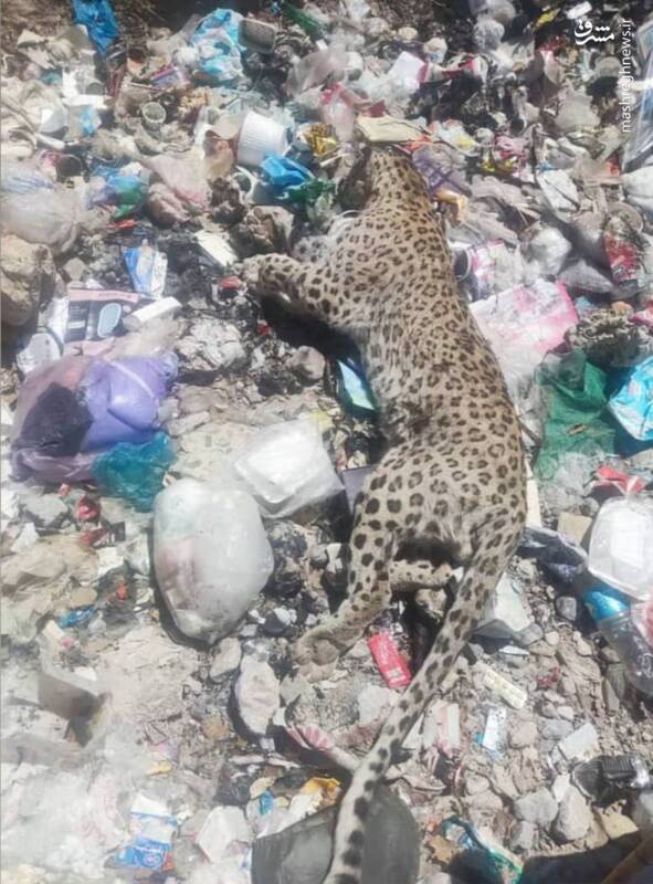 کشف لاشه یک قلاده پلنگ در میان زبالهها