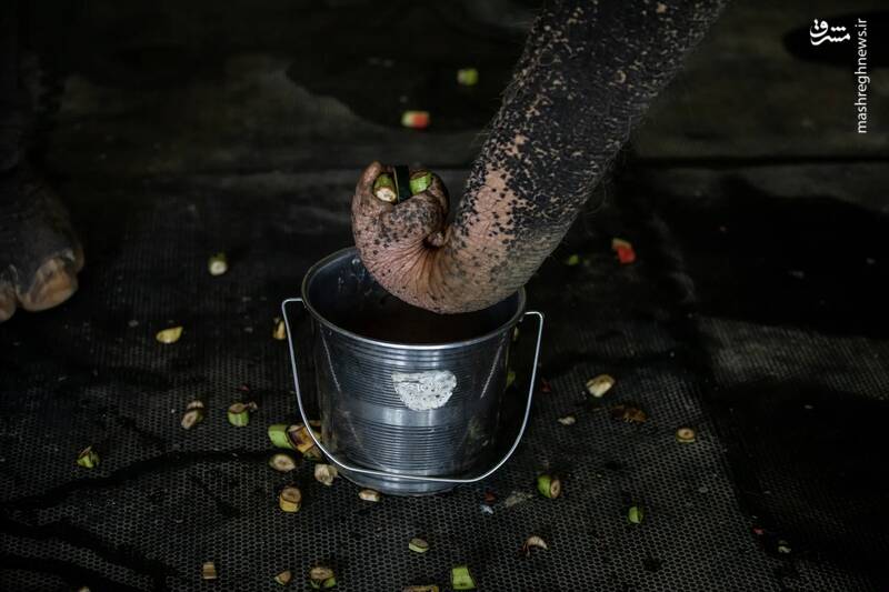 غذاخورد یک فیل آسیایی از یک سطل در اوتار پرادش _ هند
