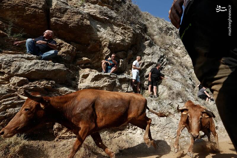 عبور تعدادی گاو نر از یک مسیر باریک کوهستانی در اوارا _ اسپانیا