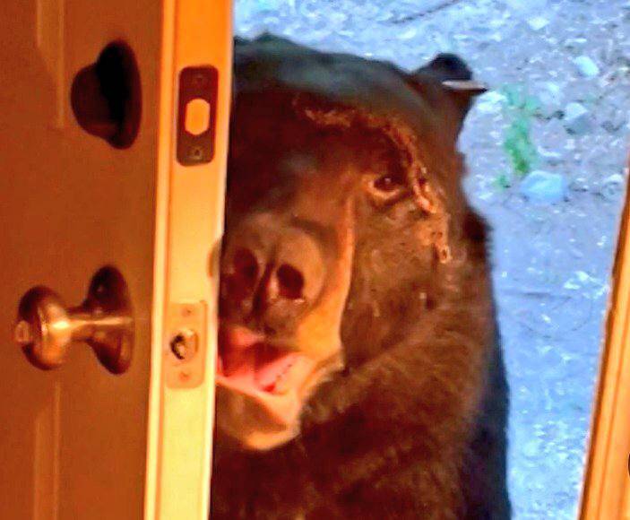 هشدار؛ شاید یک خرس مهمانتان باشد!