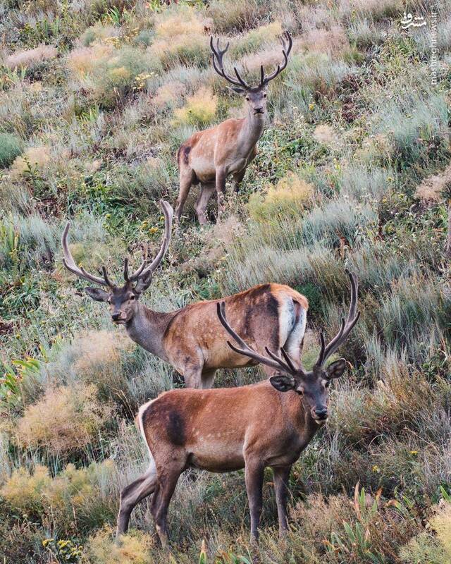 زیبایی حیرت انگیز مرال های مازندران در یک نگاه