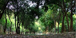 نگهداری و توسعه پارک‌های جنگلی و مراتع با مصوبه مجلس به شهرداری‌ها واگذاری شد