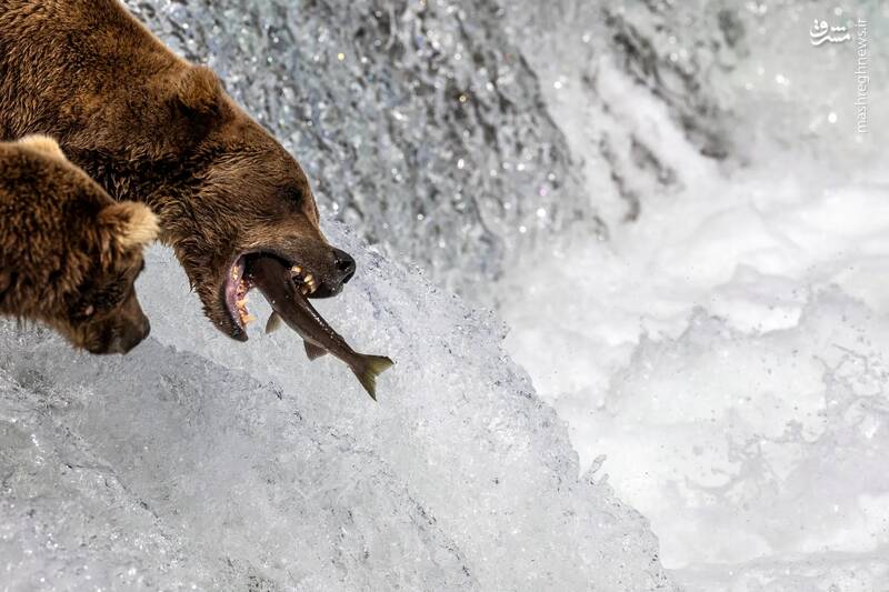 لحظه شکار یک ماهی توسط خرس قهوه‌ای در آبشار بروکس _ آمریکا