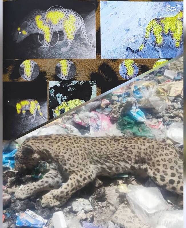 به پلنگ دنا می گفتیم پلنگ پوز شلو +عکس