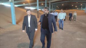 دستور قضایی برای ترخیص۲۶ هزار تن گندم موجود در انبار غله استان بوشهر صادر شد