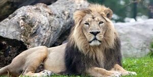 ماجرای سرقت یک قلاده شیر از باغ وحش ساری