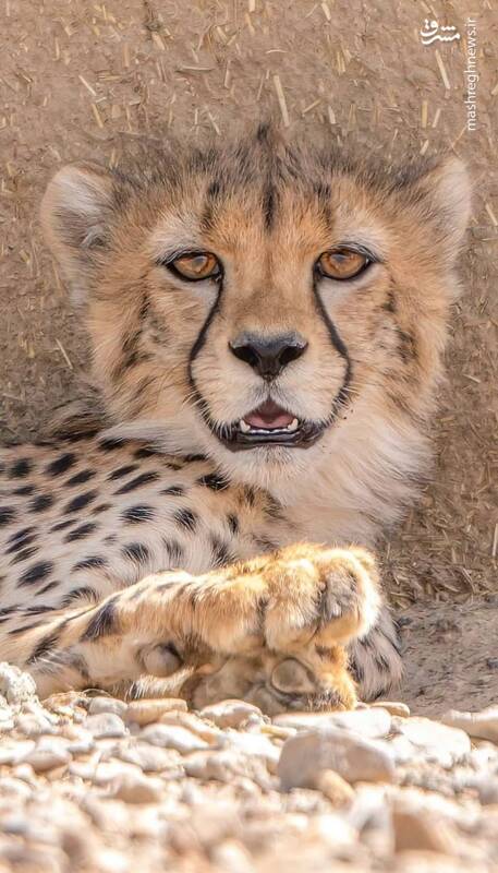 تصویری ماندگار از آذر؛ یوزپلنگ یتیم آسیایی