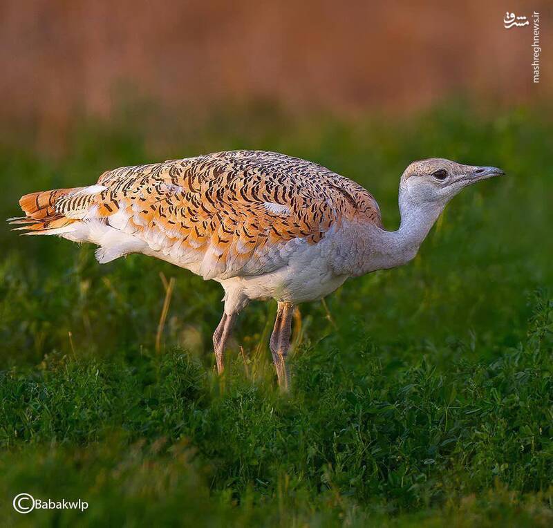 تصویری دیدنی از میش مرغ؛ سنگین وزن ترین پرنده دنیا!