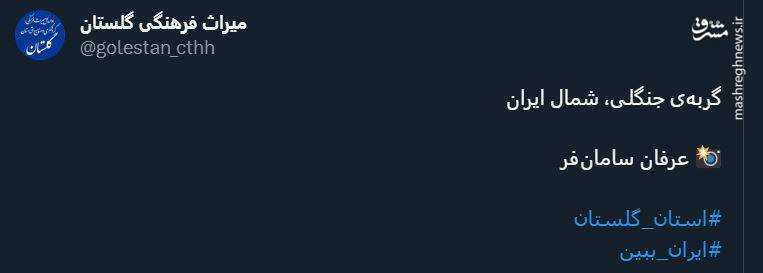 رخ نمایی گربه جنگلی در شمال ایران