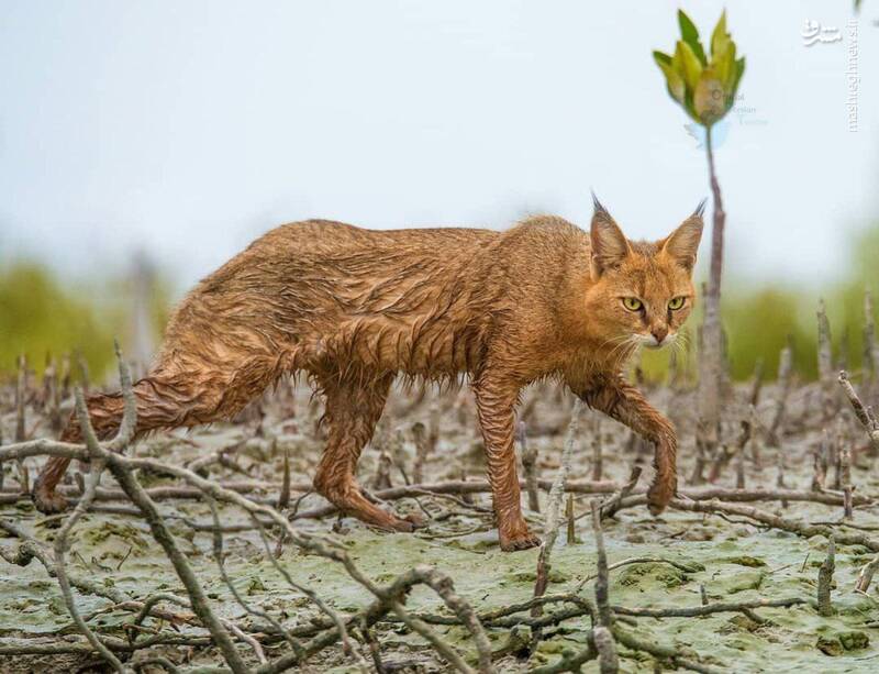 رخ نمایی گربه جنگلی در شمال ایران