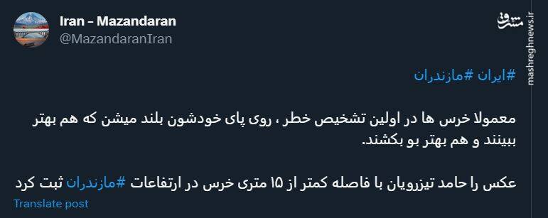 لحظه هیجان انگیز ثبت تصویر از یک خرس در مازندران