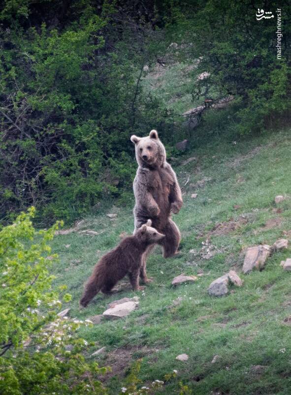 ثبت تصویری دیدنی از لحظه احساس خطر یک خرس