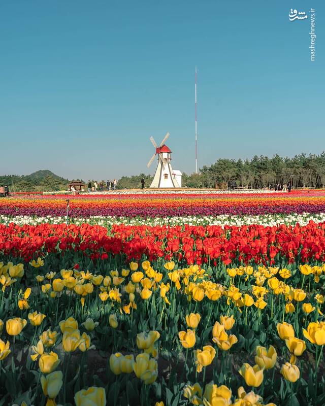 تصاویری زیبا از لالهزارهای کره جنوبی