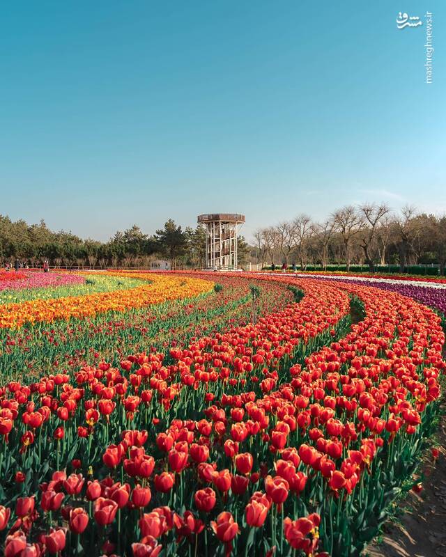 تصاویری زیبا از لالهزارهای کره جنوبی