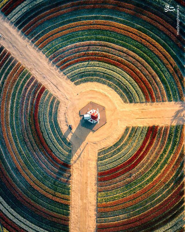 تصاویری زیبا از لالهزارهای کره جنوبی