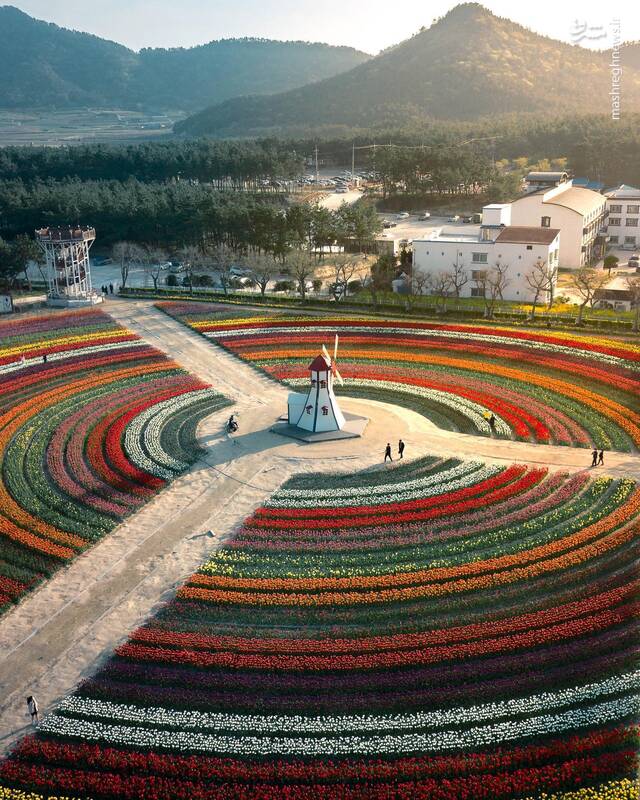 تصاویری زیبا از لالهزارهای کره جنوبی