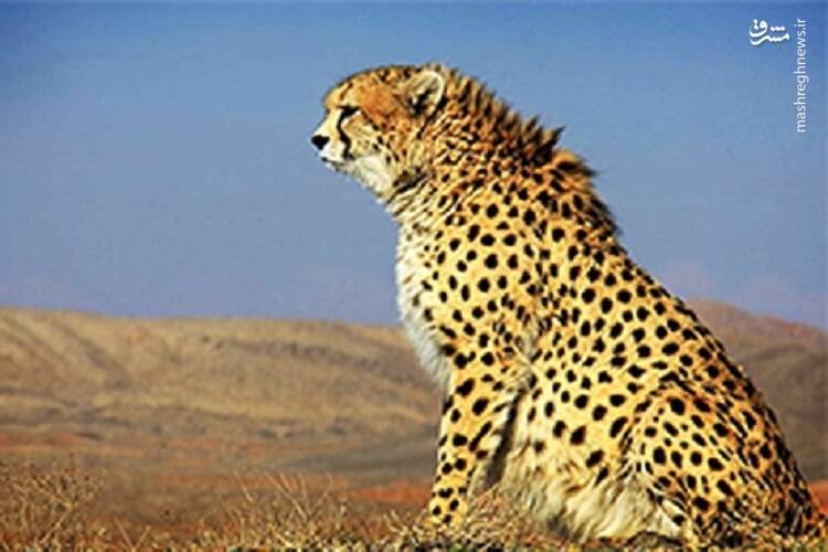 پلنگ،پارك،منتشر