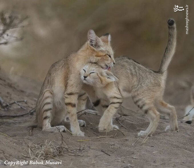 تصویری دیدنی از گربههایشنی خراسان