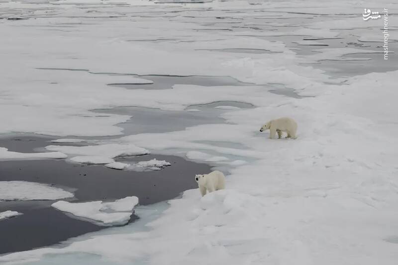خرس های قطبی، یکی از گونه هایی که بیشتر تحت تاثیر تغییرات آب و هوایی قرار دارند، روی یخ های ذوب شده در "سوالبارد و یان ماین" نروژ راه می روند.