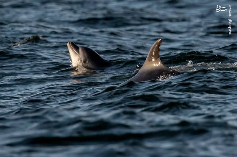 دلفین ها در  کانال آب دانمارک
