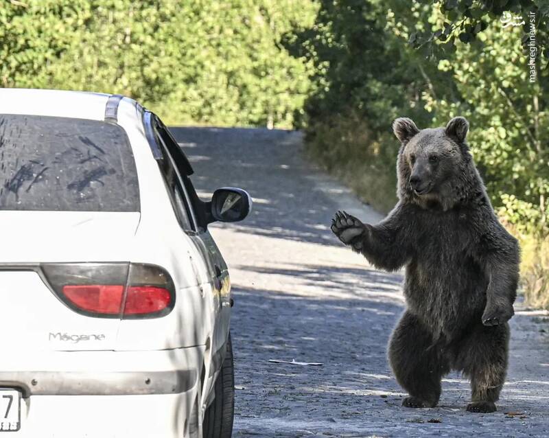 یک خرس پنجه خود را به سمت یک وسیله نقلیه در بیتلیس ترکیه گرفته است