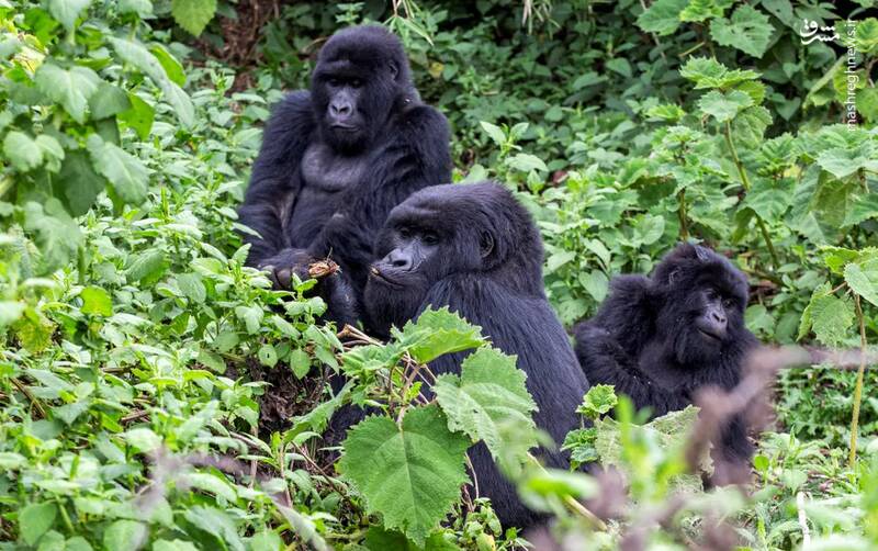 گوریل های کوهستانی در خطر انقراض در جنگلی در پارک ملی آتشفشان ها در نزدیکی کینیگی، رواندا