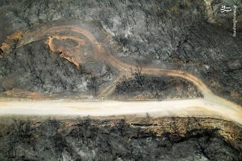 تصویر هوایی از یک جنگل سوخته در نیویورک _ آمریکا