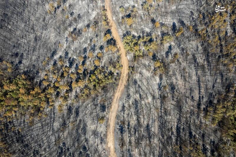 تصویری هوایی از جنگل سوخته در نزدیکی روستای کرکی _ یونان