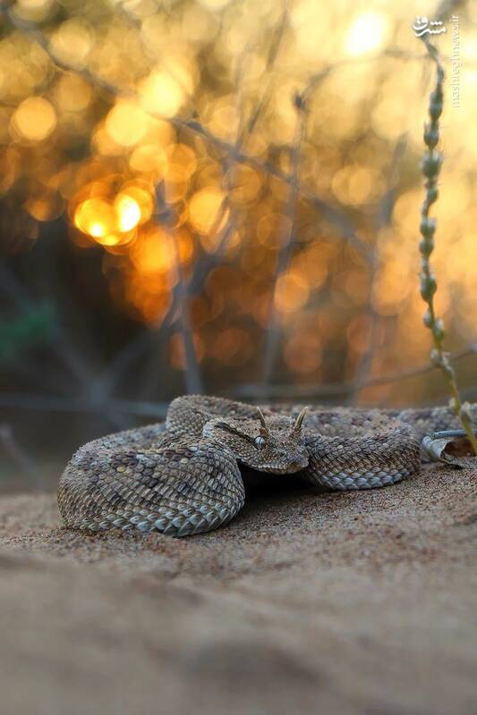 نمایی جالب از مار افعی شاخدار عربی