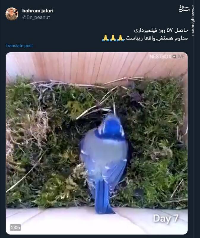 ۵۷ روز همراه با زندگی یک پرنده +فیلم