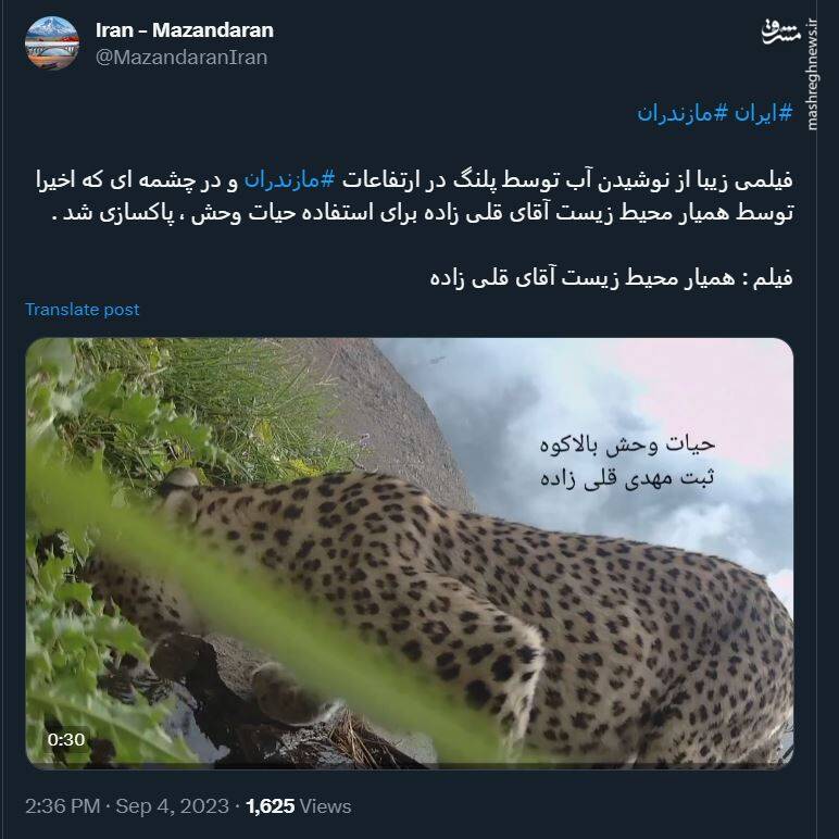 لحظه جالب نوشیدن آب توسط پلنگ در ارتفاعات مازندران + فیلم