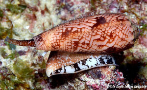 سمیترین حلزون جهان با یک نیش مرگبار سمیترین حلزون جهان با یک نیش مرگبار