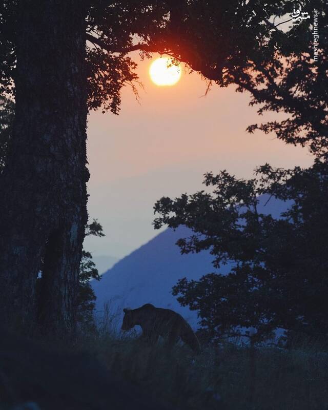 ثبت لحظهای ناب در ارتفاعات مازندران