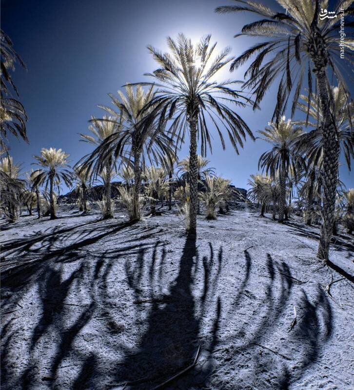 تصویری زیبا از نخلهای چابهار