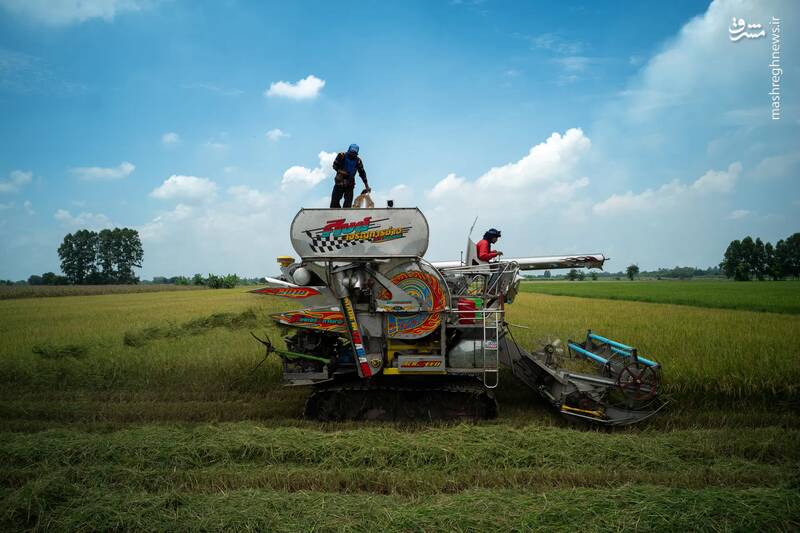 برداشت برنج در چینات _ تایلند