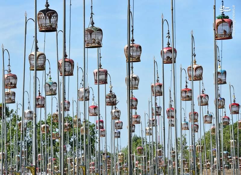 مسابقه سالانه پرندگان در ناراتیوات _ تایلند