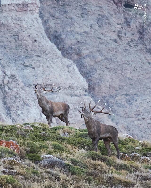 گاوبانگی مَرال ها در ارتفاعات مازندران +عکس