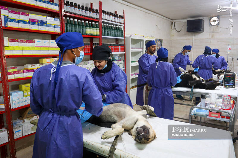 خوفناک؛ مثل سگهای ولگرد